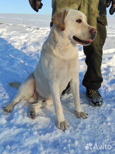 Вязка лабрадор