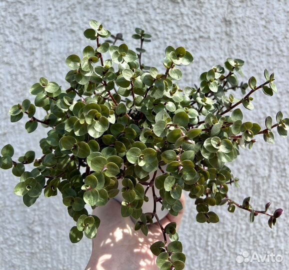 Каллизия, традесканция еллоу, колеус