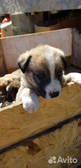 Отдам в добрые руки