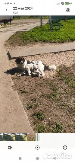 Собака алабай щенки