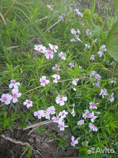 Саженцы растений из своего сада