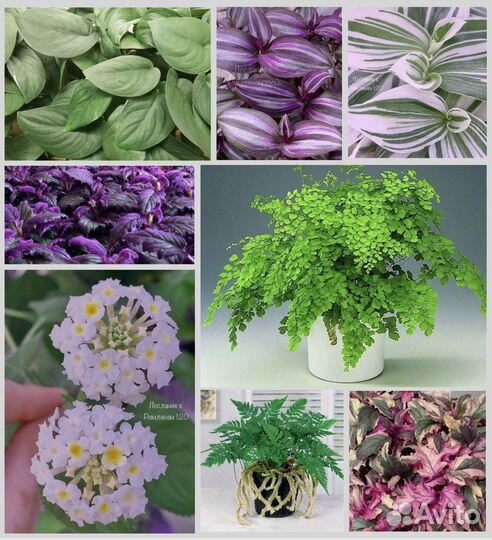 Комнатные растения цветы