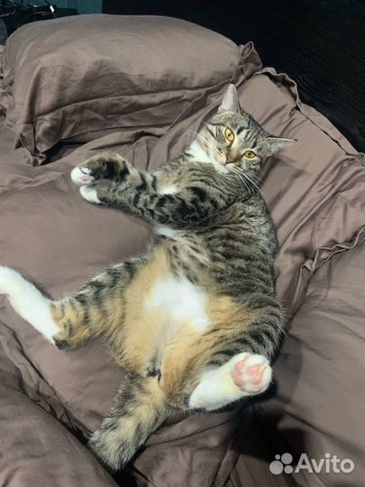 Кошка в дар