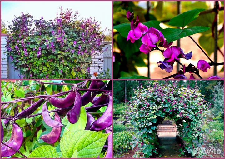 Семена цветов, семена долихоса, вьющиеся