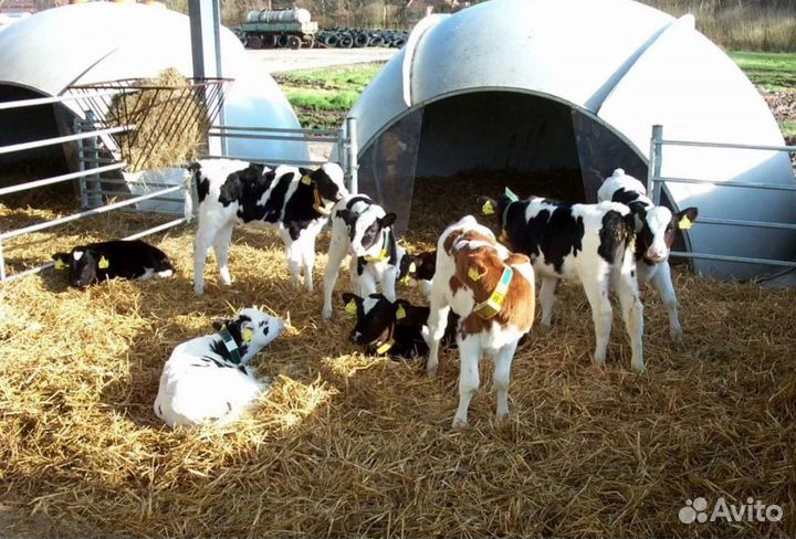 Телята бычки