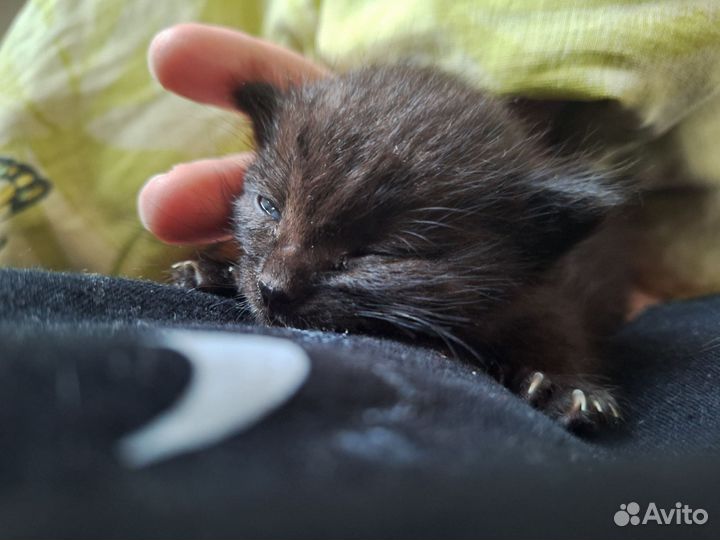 Отдам котёнка