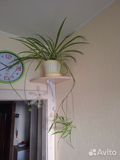 Хлорофитум