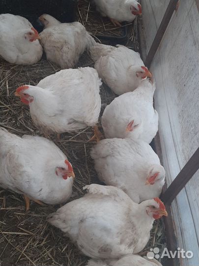 Домашние куры бройлеры