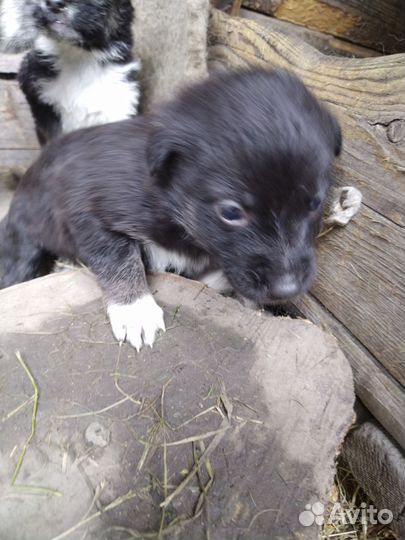 Щенки в добрые руки