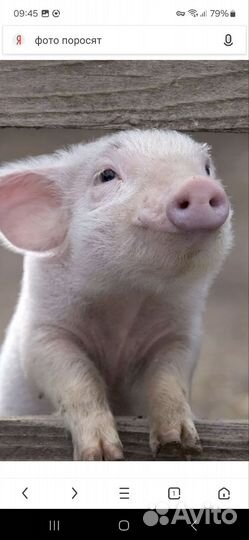 Поросята