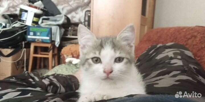 Котята в добрые руки 3 мес