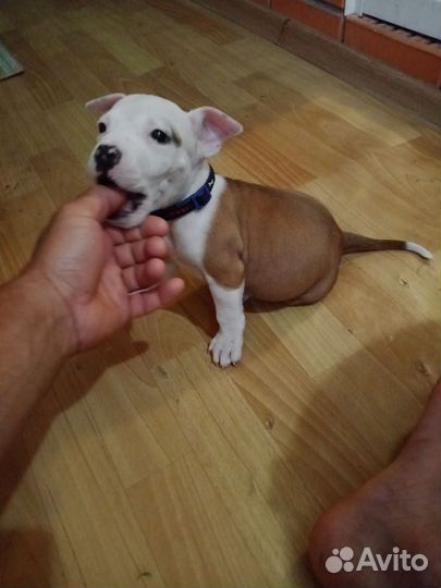 Щенки питбультерьера