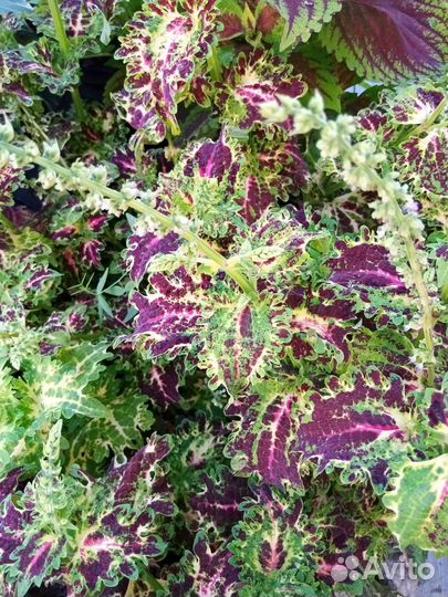 Срезы колеусов