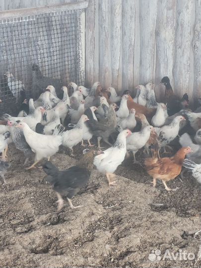 Курочки молодки