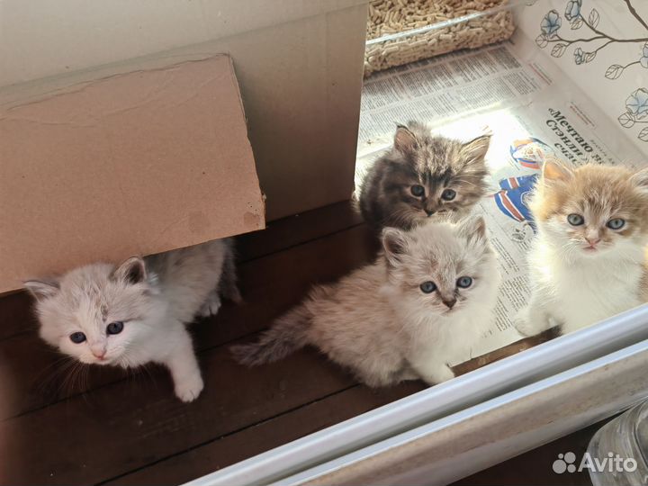 Котята отдам бесплатно
