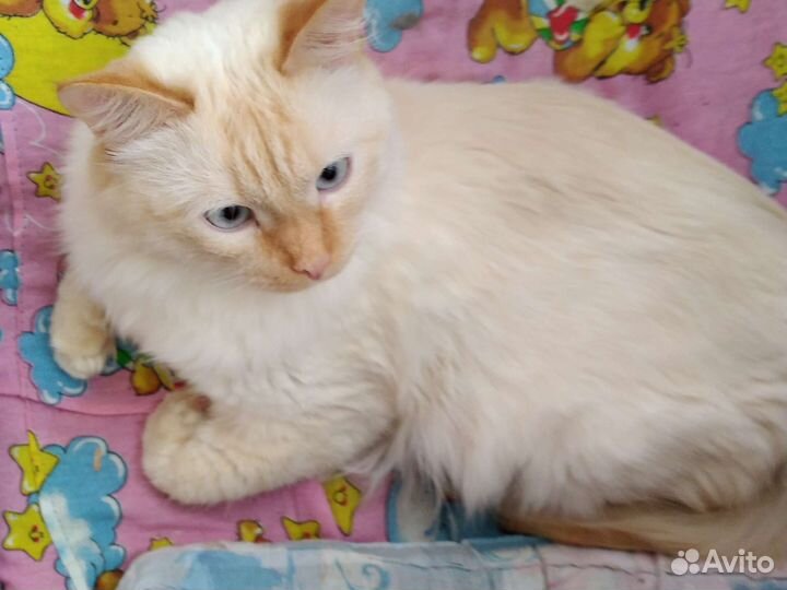 Турецкий ван