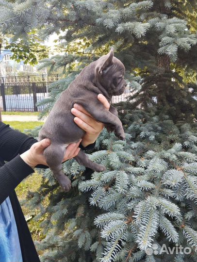 Французский бульдог щенки голубой