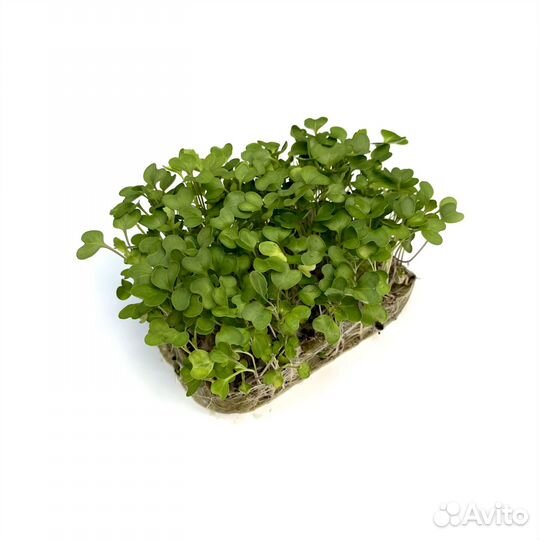 Микрозелень Пак-чой в контейнере