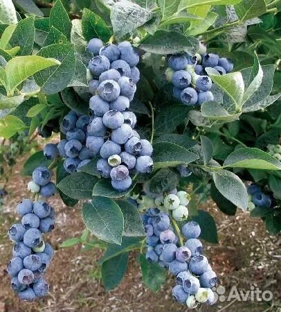 Саженцы голубики Блю Голд