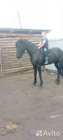 Лошадь кабыла