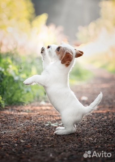 Джек Рассел терьер