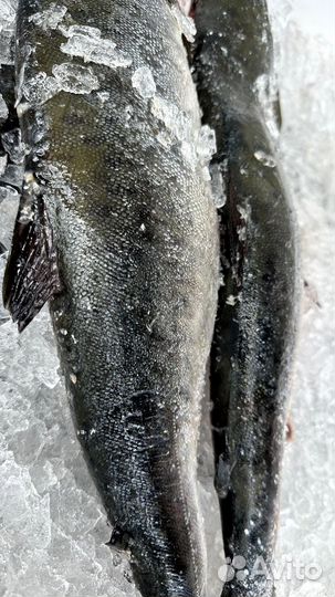 Доставка рыбы