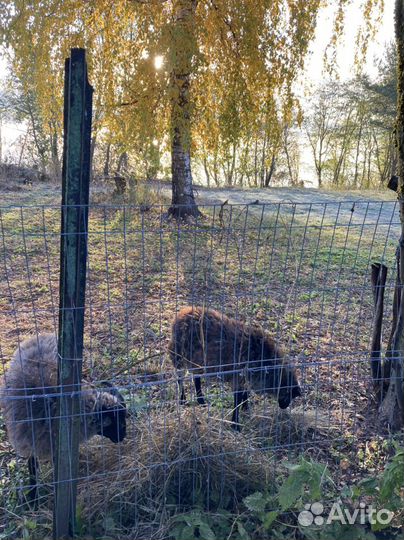 Овцы бараны