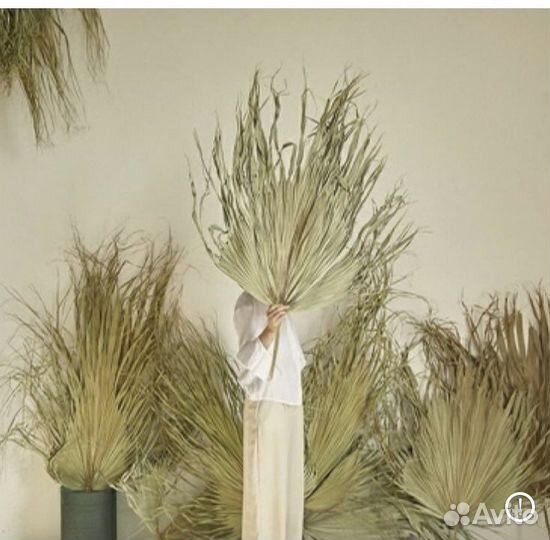 Листья пальмы