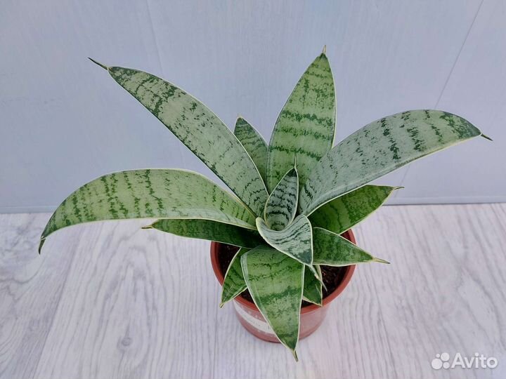 Сансевиерия Ханни Крем