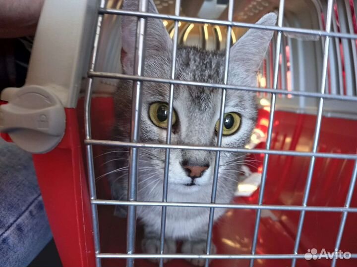 Настоящая принцесса - кошка Роза