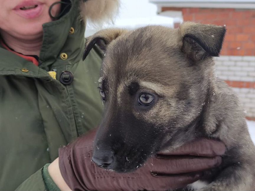 Щенки в добрые руки, возраст 2-3 месяца