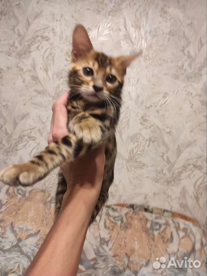 Бенгальская кошка