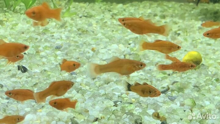 Аквариумные рыбки
