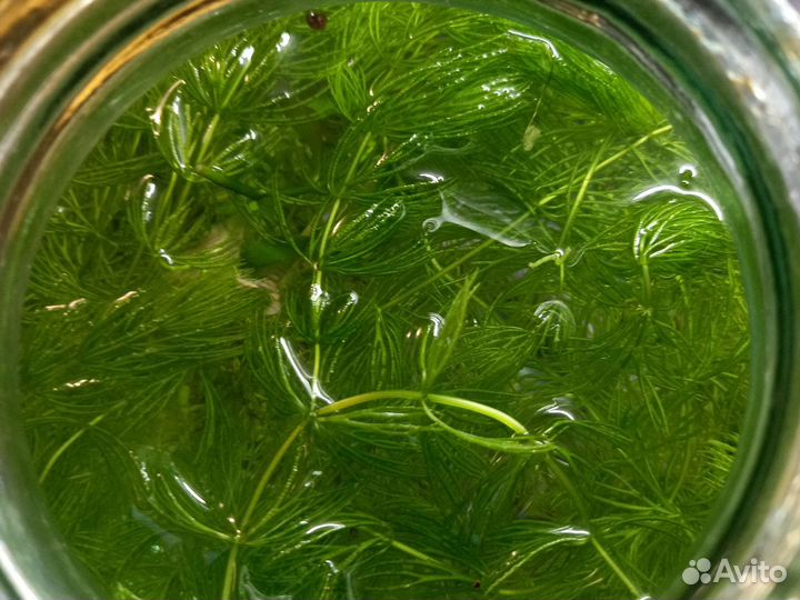 Малёк молинезии и гупи,улитки,растительность