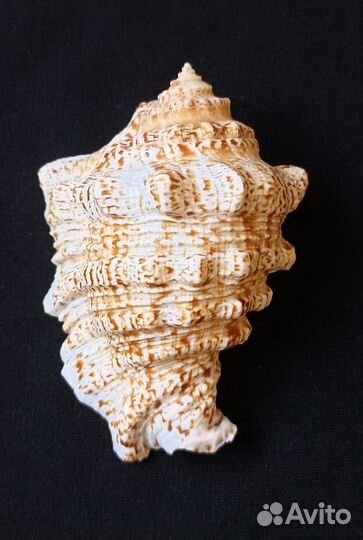 Морские ракушки раковины