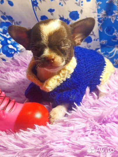 Мини малыш чихуахуа