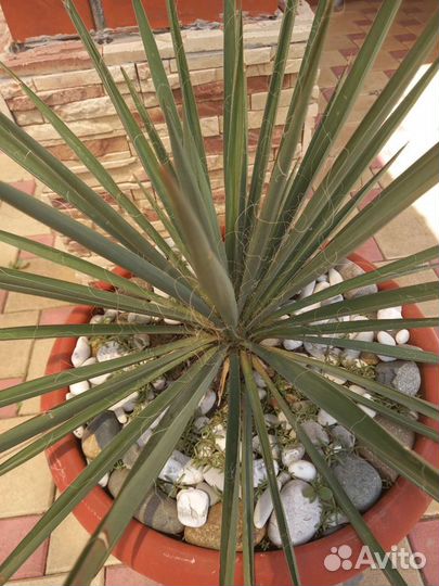 Юка садовая