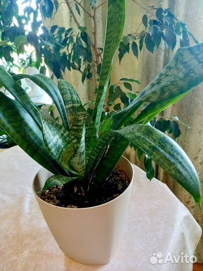 Замиокулькас