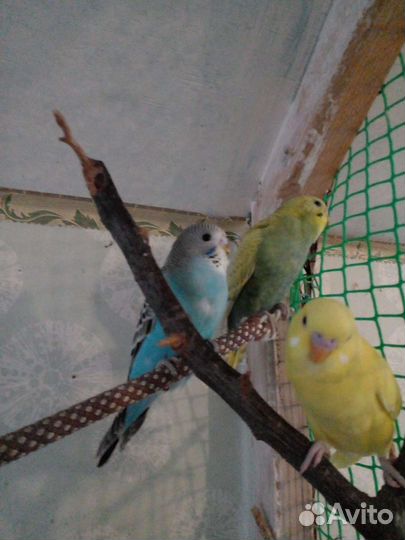 Самочки волнистых попугаев