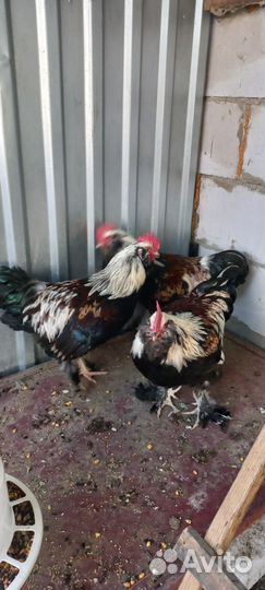 Свободные петушки Фавероль, возраст 4.5 месяца