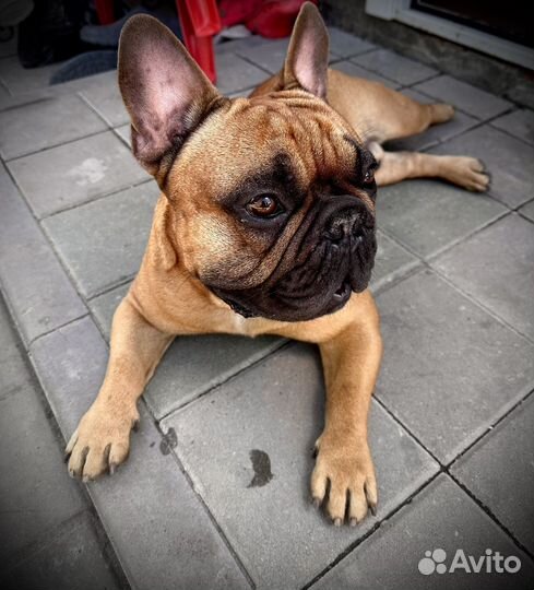 Французский бульдог вязка