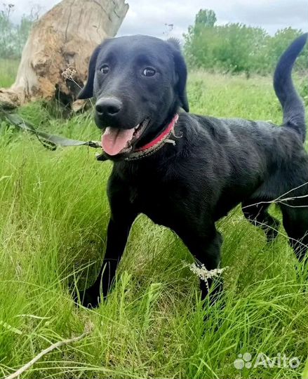 Нора ищет дом и заботливого хозяина 9 мес