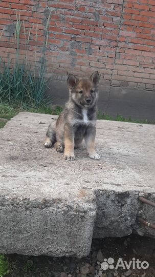 Щенки западно сибирской лайки