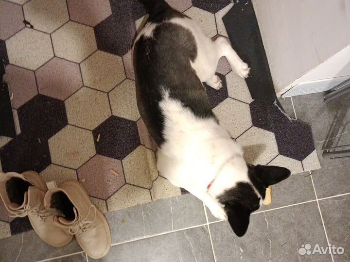 Собака в добрые руки отдам бесплатно