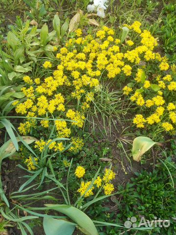 Очиток почвопокровный купить в Краснодаре | Товары для дома и дачи | Авито