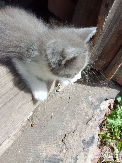 Котенок в дар бесплатно