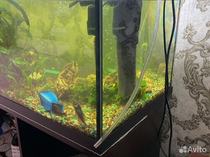 Аквариум
