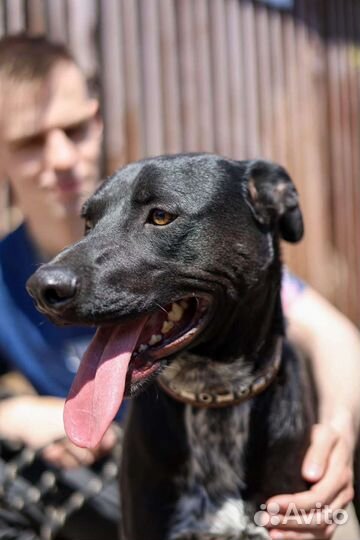 Молодой активный пес Витас ищет дом