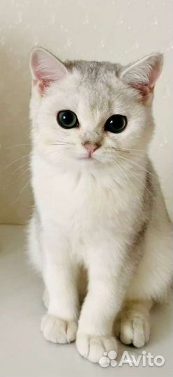 Британская шиншилла