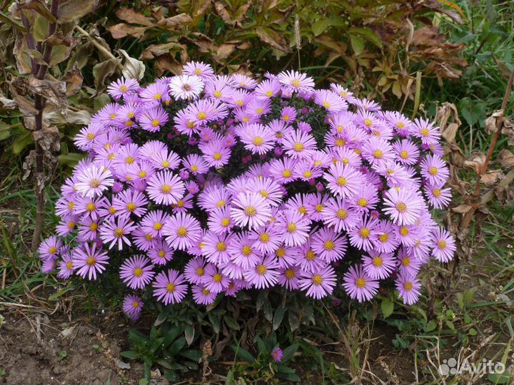 Астра многолетняя